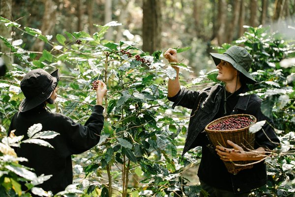 Comment organiser une visite des plantations de café en Colombie sans guide?